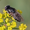Cheilosia proxima, hoverfly, female, Alan Prowse
